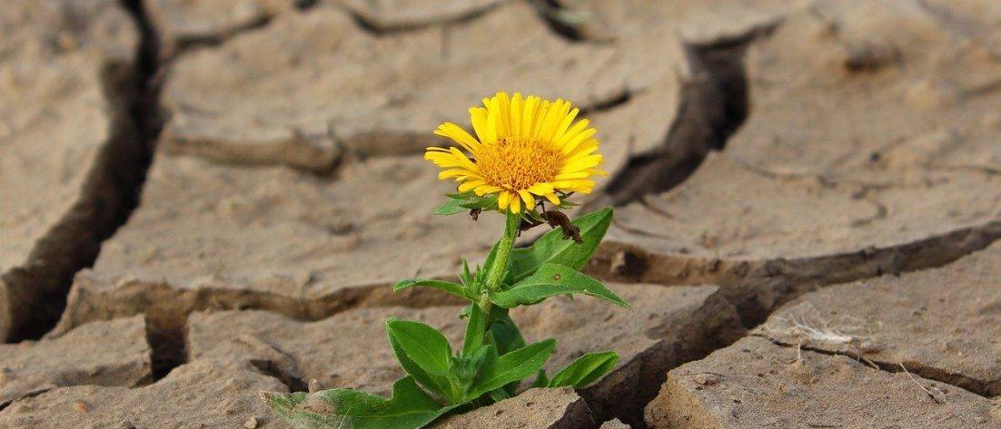 Flower Life Crack Desert Drought  - klimkin / Pixabay