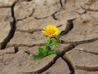 Flower Life Crack Desert Drought  - klimkin / Pixabay