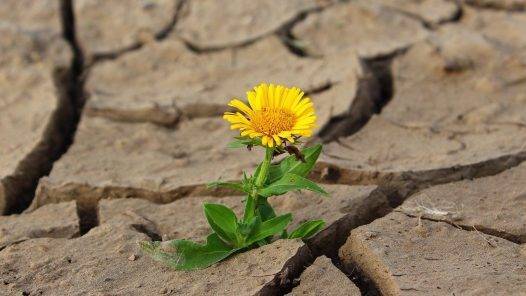 Flower Life Crack Desert Drought  - klimkin / Pixabay