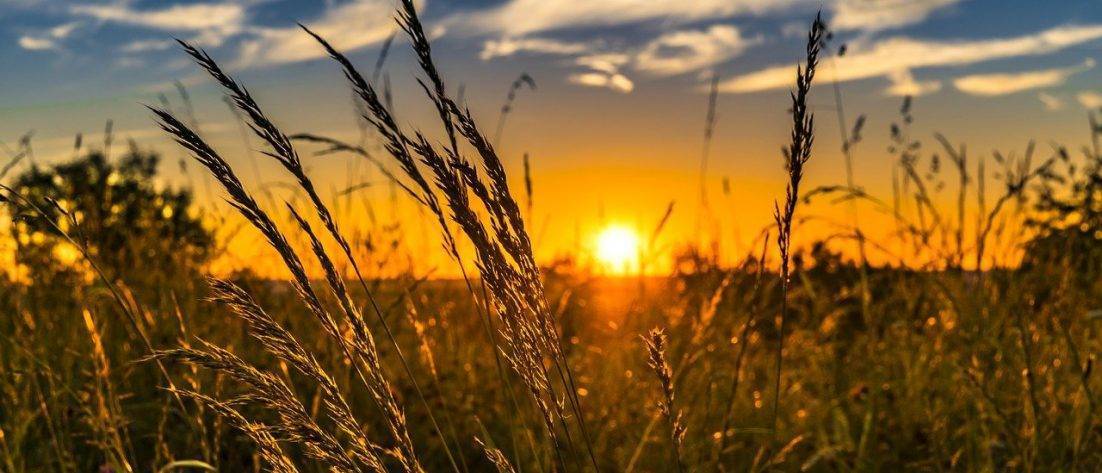 Summer Sunset Meadow Nature  - FelixMittermeier / Pixabay