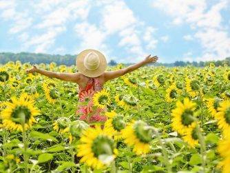 Sunflowers Field Woman Yellow  - JillWellington / Pixabay
