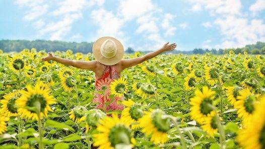 Sunflowers Field Woman Yellow  - JillWellington / Pixabay