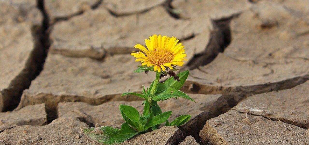 Flower Life Crack Desert Drought  - klimkin / Pixabay
