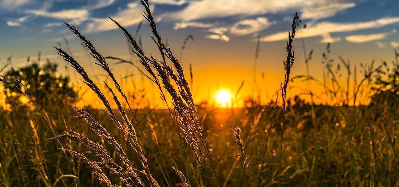 Summer Sunset Meadow Nature  - FelixMittermeier / Pixabay