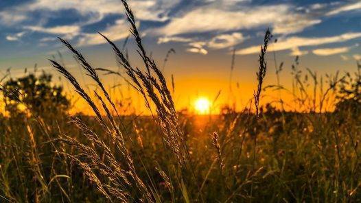 Summer Sunset Meadow Nature  - FelixMittermeier / Pixabay